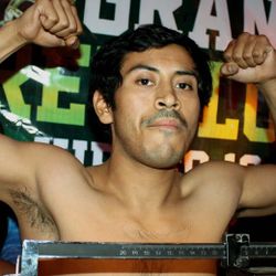 759480boxer.jpg