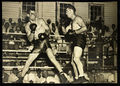 Boxers103.jpg