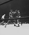 Mercante-Sr. ref-griffith-tiger.jpg