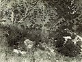 Thumbnail for version as of 02:06, 24 July 2011