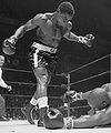 Tiger-Carter 166912053.jpg